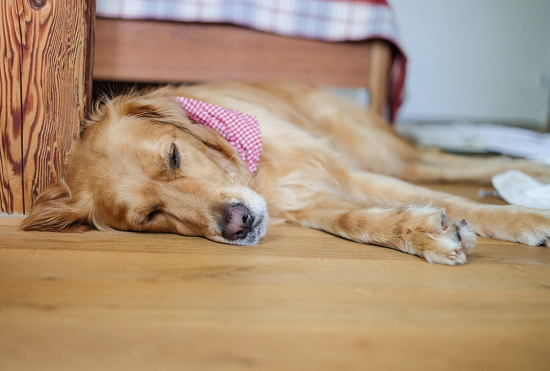 Hund liegt auf dem Boden in einem Zimmer vom Hotel das Eisenberg. Hund liegt auf dem Boden in einem Zimmer vom Hotel das Eisenberg.
