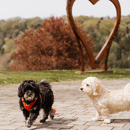 Zwei kleine Hunde im Gartenareal vom Hotel das Eisenberg.