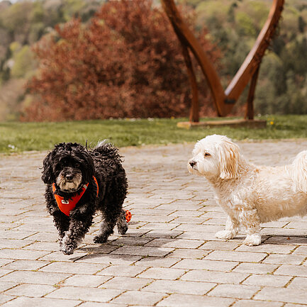 Zwei kleine Hunde im Gartenareal vom Hotel das Eisenberg.