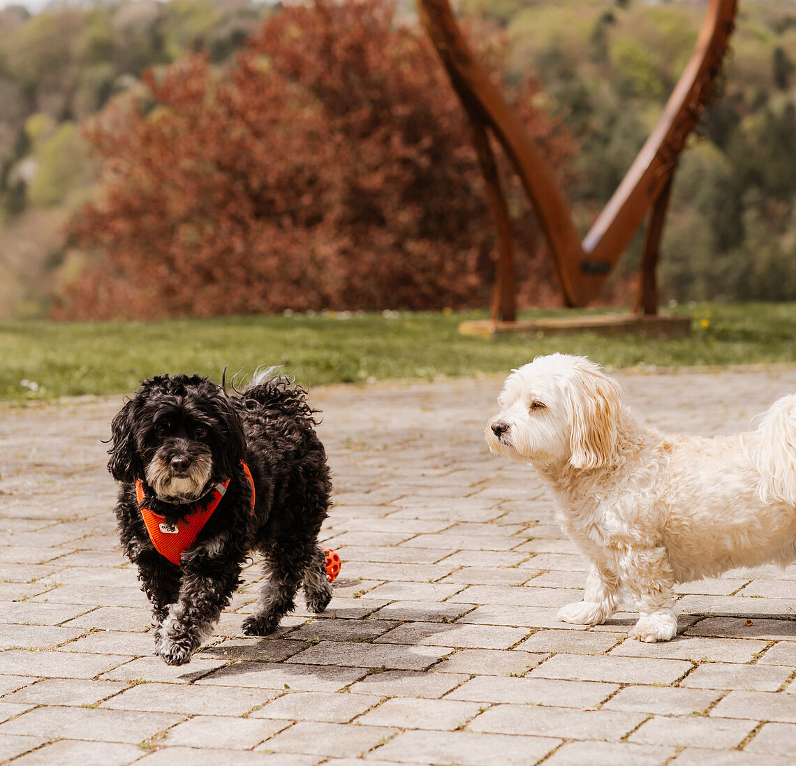 Zwei kleine Hunde im Gartenareal vom Hotel das Eisenberg.