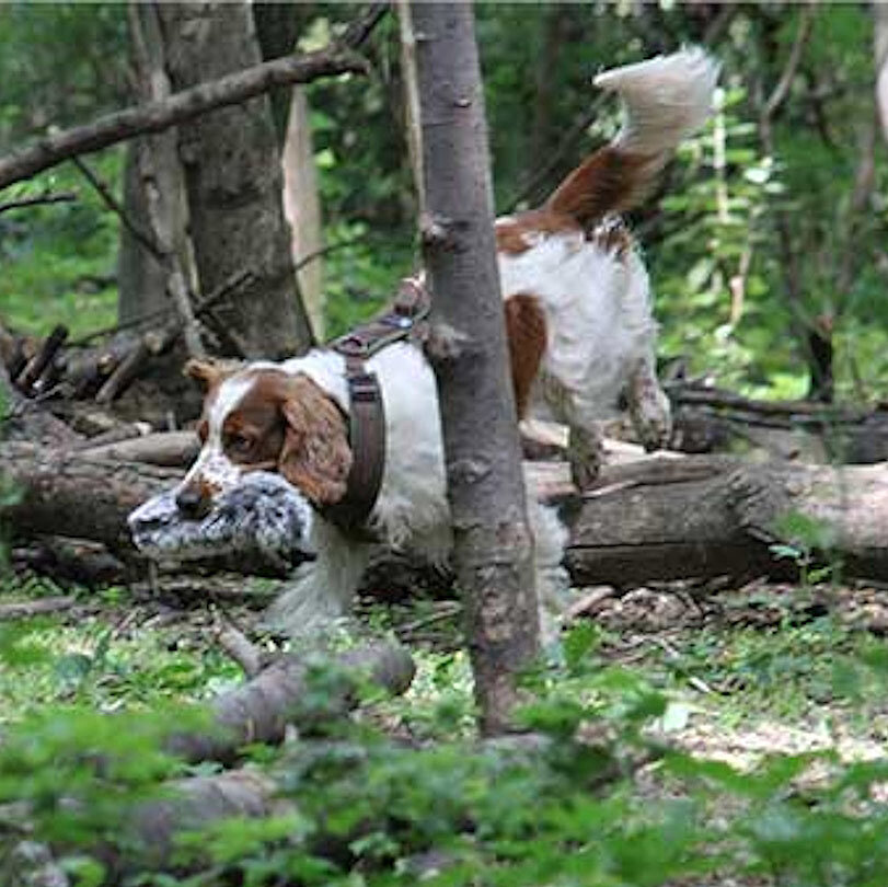 Hundetraining im Wald beim Hotel das Eisenberg.