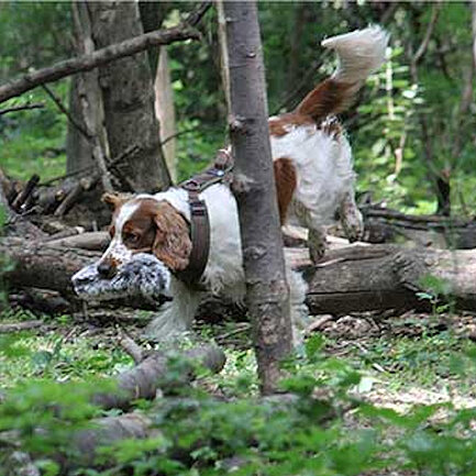 Hundetraining im Wald beim Hotel das Eisenberg.