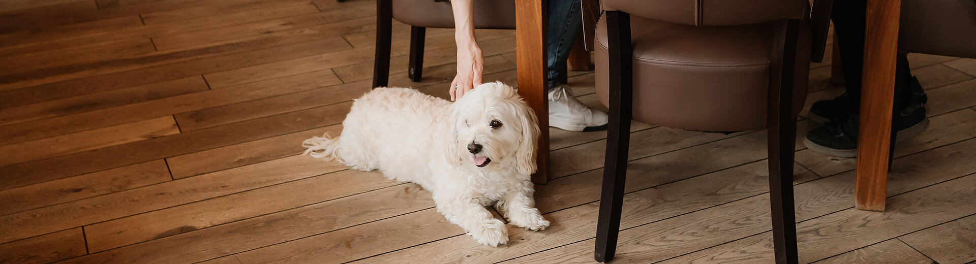 Dame streichelt den Hund, der neben ihr beim Essen im Hotel das Eisenberg liegt.