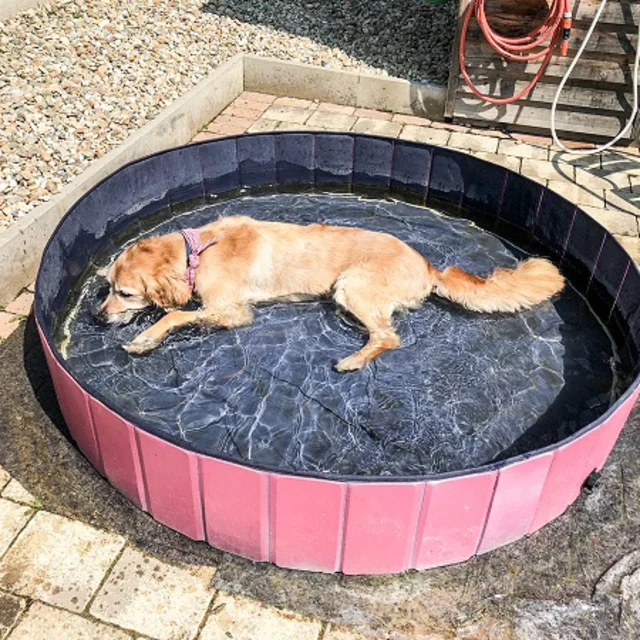 Hund badet im Hundepool beim Hotel das Eisenberg.