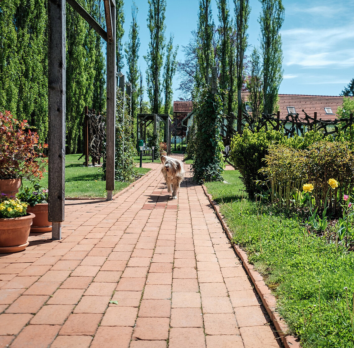 Hund bei der Gartenanlage vom Hotel das Eisenberg.