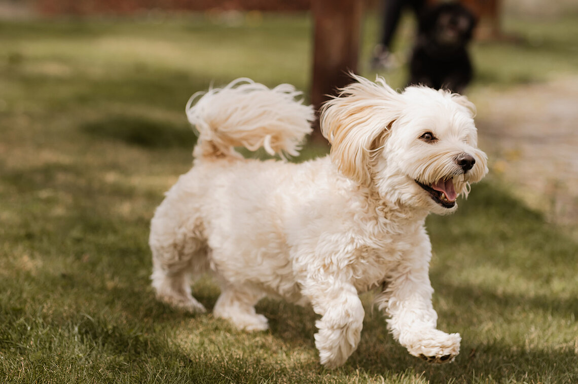 Kleiner weißer Hund läuft durch die Wiese beim Hotel das Eisenberg.
