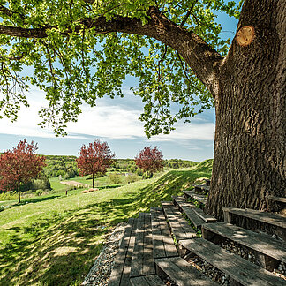 Baum mit Holztreppen im Gartenareal beim Hotel das Eisenberg.