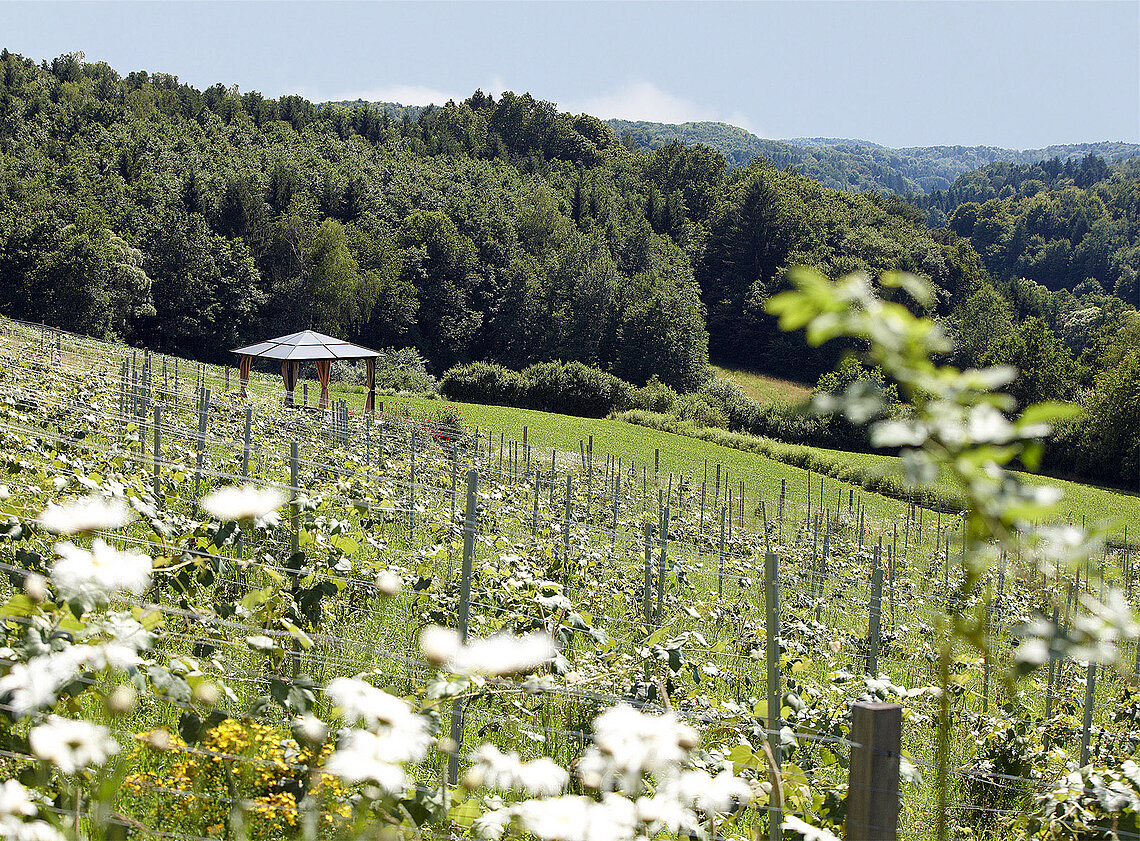 Natur mit Blumen und Wald rund um das Hotel das Eisenberg.