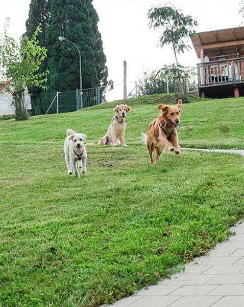 Hunde laufen durch die Wiese beim Hotel das Eisenberg.