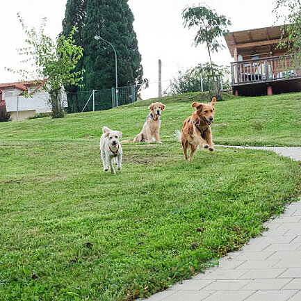 Hunde laufen durch die Wiese beim Hotel das Eisenberg.
