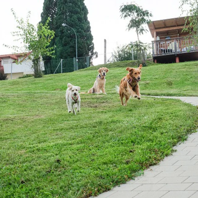 Hunde laufen durch die Wiese beim Hotel das Eisenberg.